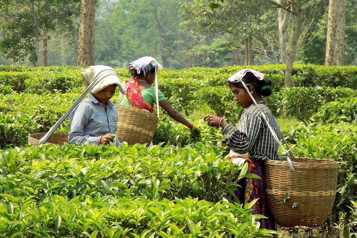 Women in the tea gardens of Assam